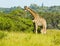 Young giraffe and mother