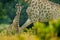 Young Giraffe with mum and morning sunrise. Green vegetation with animal portrait. Wildlife scene from nature. Orange light in the