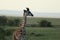 Young giraffe standing in the african savannah.