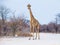 Young giraffe standing on the dusty road