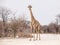 Young giraffe standing on the dusty road, Etosha National Park, Namibia, Africa