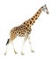 Young giraffe standing full length isolated on white background. Funny walking giraffe close up.