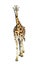 Young giraffe standing full length isolated on white background. Funny walking giraffe close up. Zoo animals isolated.