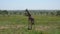 Young Giraffe Walking On Savannah With Thickets Of Bushes And Thorns In Africa