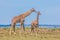 Young Giraffes