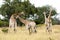 Young giraffes fighting, Botswana