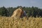 Young girl agronomist checks the quality of oat crops