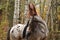 Young girl with appaloosa horse in autumn