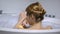 Young girl in bath washing body with sponge, daily beauty procedure, back view