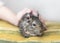 Young girl caress small animal chilean common degu squirrel. Close-up portrait of the cute pet sitting on pillow