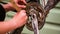 Young Girl Cleaning Bicycle Chainring With Brush