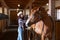 Young girl in cowboy hat combs the stabled horse that looks back at her indoors