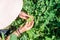 Young girl cropping green lettuce from the vegetable bed