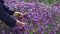 Young girl cuts lavender with secateurs. Gardening concept - young woman with pruner cutting and picking lavender