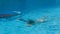 Young Girl And Dolphin Swimming In Pool