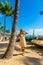 Young girl in a dress walking down the Honolulu Waikiki beach