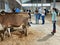 A young girl examining a calf at a 4-H event in Ontario