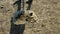 Young girl farmer crearing big dung from a horse on a sandy ground and loading it into wheelbarrow. Slow motion.