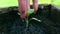 A young girl farmer is watering a growing seedling. Close-up of a farmer`s hand watering a tender green sprout with clean water.