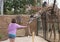Young Girl Feeding Giraffe