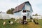 A young girl feeds domestic birds, ducks, hens, geese, turkeys in the yard of a rural house.