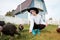 A young girl feeds domestic birds, ducks, hens, geese, turkeys in the yard of a rural house.