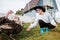 A young girl feeds domestic birds, ducks, hens, geese, turkeys in the yard of a rural house.