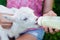 A young girl feeds a newborn goat with milk from a bottle with baby`s dummy