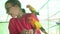 Young girl feeds parrots Lovebird stock footage video