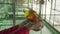 Young girl feeds parrots Lovebird stock footage video