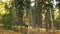 Young girl galloping on autumn field near the forest