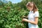 Young girl gardener in white T-shirt gather a harvest raspberry