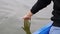 Young girl gently touching water on lake. Woman leads palm on green water. Close up of woman hand touches water in park. Woman han