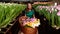 Young girl in green clothes works in a greenhouse of flowers Tulips