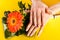 Young girl hands with beige color nails on Gerbera flower and yellow background