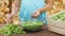 Young girl hands shelling peas into glass bowl