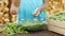 Young girl hands shelling peas into glass bowl