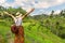 Young girl with hat standing with open arms looking the ricefields. Rice terraces famous place Tegallalang near Ubud. The island