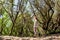 Young girl and her mother visiting the current Huchet nature reserve in the south west of France