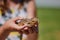 Young girl is holding a bearded dragon (Bartagame)