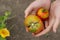 Young girl holding tomatoes in her hands, cropped shot.