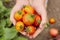 Young girl holding tomatoes in her hands, cropped shot.