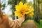 A young girl holds a bouquet of yellow autumn leaves in a city Park during a walk. Beautiful autumn landscape. Blurry Background..