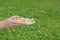 A young girl holds a plate with four small sandwiches with melted cheese ,cucumber slices and one plum on the grass