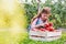 Young girl inspecting all of the wonderful large organic tomatoes that she has picked in her crate from her familys small business