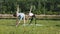 Young girl keeping body in tone, training outdoors on warm early sunny morning in the park. Stretching and yoga