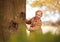 Young Girl Looking Around Trunk Of Autumn Tree Playing Hide And Seek In Garden