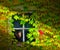 A young girl looks out of a vintage window that is surrounded with ivy. She is looking at a red cardinal