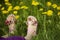 Young girl lying on grass in the middle of dandelions in sunlight with painted toe nails