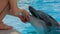 Young Girl Petting Dolphin